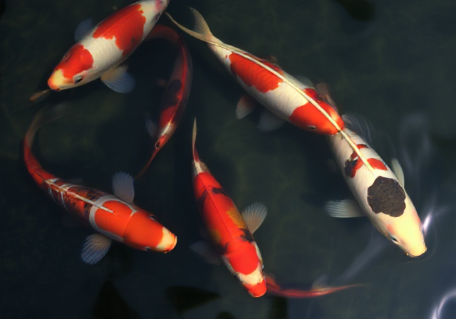 The Beauty of Kohaku Koi: A Classic Japanese Gem